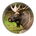 Glasmagnet Älghuvud