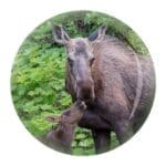 Glasmagnet älgmamma och kalv