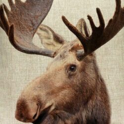 Natural Moose Cushion Cover