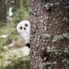 Fjälluggla gosedjur - Bild 2