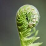 Mooseland Presentkort