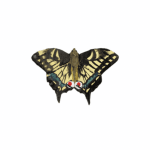 Magnet Butterfly Swallowtail