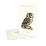 Greeting Card Boreal Owl