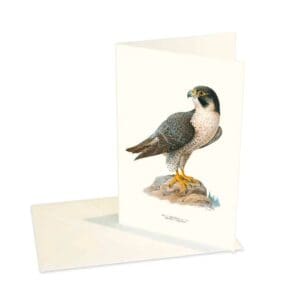 Greeting Card Peregrine Falcon