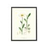 Poster Oxeye Daisy 30x40 cm