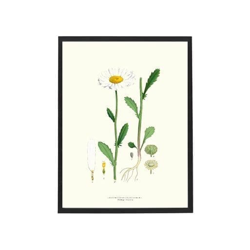 Poster Oxeye Daisy 30x40 cm