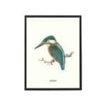 Affisch Kungfiskare 30x40 cm