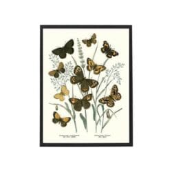 Poster Butterflies Brown 30x40 cm
