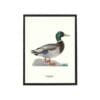 Poster Duck Mallard 30x40 cm