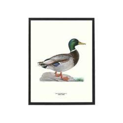 Poster Duck Mallard 30x40 cm