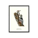 Affisch Vitryggig Hackspett 30x40 CM