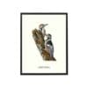 Poster White-backed Woodpecker 30x40 CM