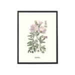Poster Vervain Mallow 30x40 cm