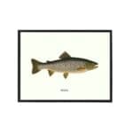 Poster Salmon 30x40 cm 