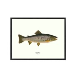 Poster Salmon 30x40 cm