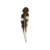 Pen Woodpecker