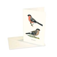 Greeting Card Bullfinch