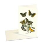 Greeting Card Butterflies