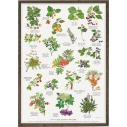 Edible Wild Fruits Poster A2