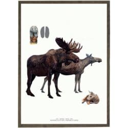 Art Print Moose A2