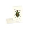 Greeting Card Beetle