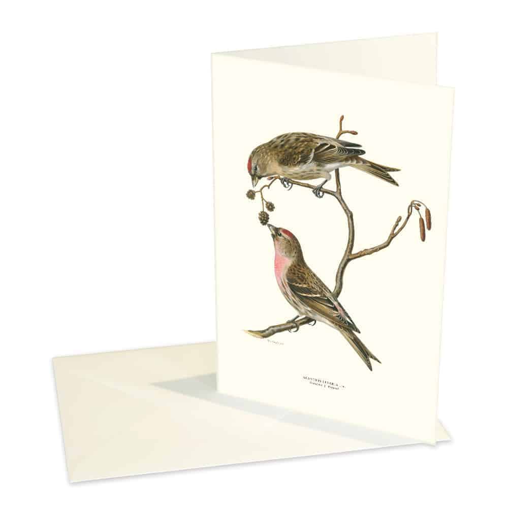 Greeting Card Common Redpoll