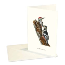 Greeting Card White-backed Woodpecker