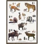 Art Print Nordic Animal Tracks A4