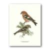 Poster Two-barred Crossbill 30x40 cm