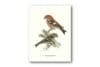 Poster Two-barred Crossbill 30x40 cm