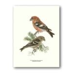 Poster Two-barred Crossbill 30x40 cm
