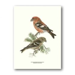 Poster Two-barred Crossbill 30x40 CM