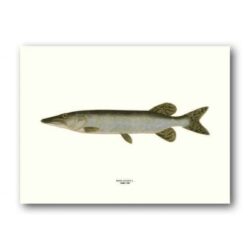 Poster Pike 30x40 CM