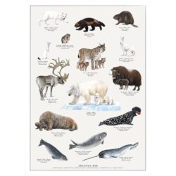 Poster Arctic Animals A4