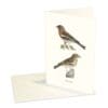 Greeting Card Chaffinch