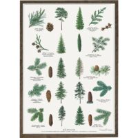 Poster Conifers A4