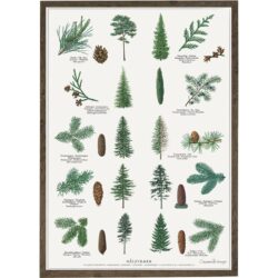 Poster Conifers A4