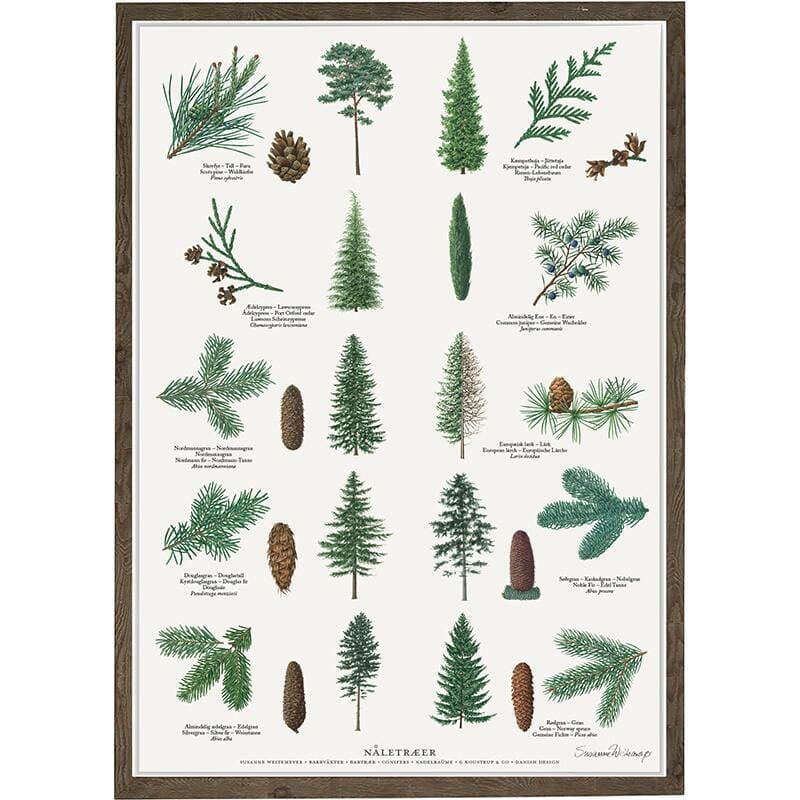 Poster Conifers A4