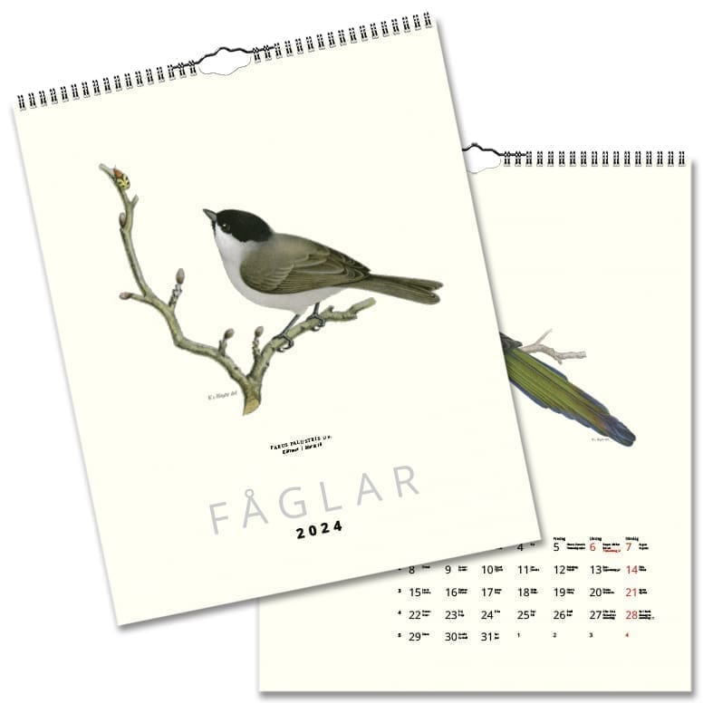 Wall Calendar Birds 2024