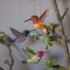 DecoBird Rufous Hummingbird - Image 3