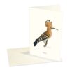 Greeting Card Eurasian Hoopoe