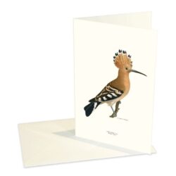 Greeting Card Eurasian Hoopoe
