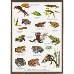 Poster Frogs Toads And Salamanders A2