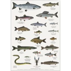 Poster Freshwater Fish A2
