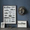Poster Freshwater Fish A2 - Image 2