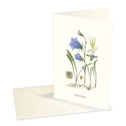 Greeting Card Bluebell