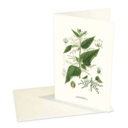 Greeting Card Nettle