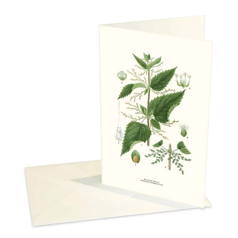 Greeting Card Nettle