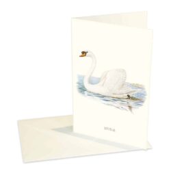 Greeting Card Mute Swan