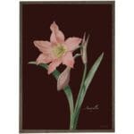 Konsttryck Amaryllis Rose Bordeaux A3